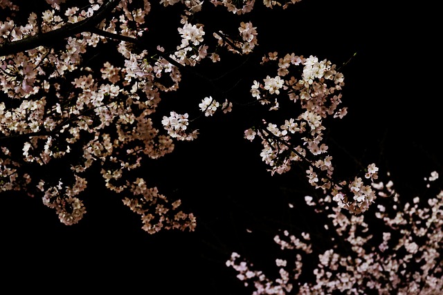 sakura (cherry blossoms)