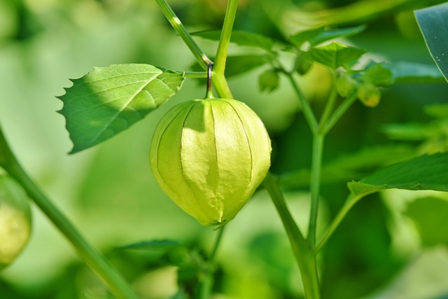 fruit